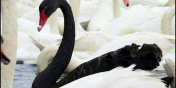 Perppu 1/2020: Buah Kekakuan Anggaran